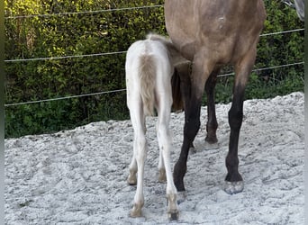 Andalusian, Mare, Foal (04/2026), 15.2 hh, Perlino