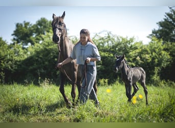 Andalusian, Mare, , 15,2 hh, Pearl