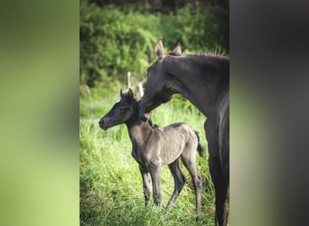 Andalusian, Mare, , 15,2 hh, Pearl