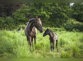 Andalusian, Mare, , 15,2 hh, Pearl