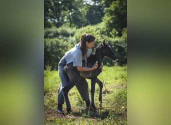 Andalusian, Mare, , 15,2 hh, Pearl