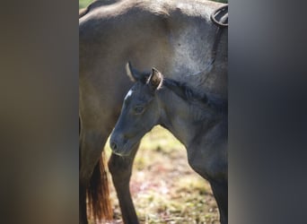 Andalusian, Mare, , 15,2 hh, Pearl