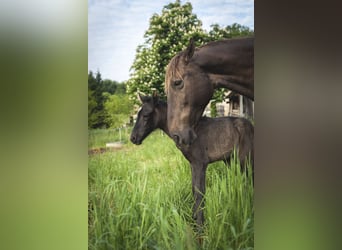 Andalusian, Mare, , 15,2 hh, Pearl
