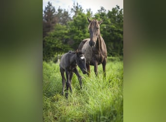 Andalusian, Mare, , 15,2 hh, Pearl