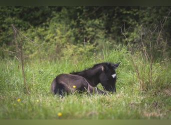 Andalusian, Mare, , 15,2 hh, Pearl