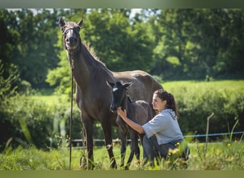 Andalusian, Mare, , 15,2 hh, Pearl