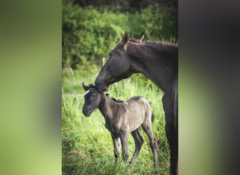 Andalusian, Mare, , 15,2 hh, Pearl