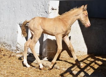 Andalusian, Mare, Foal (04/2026), 15,2 hh, Pearl