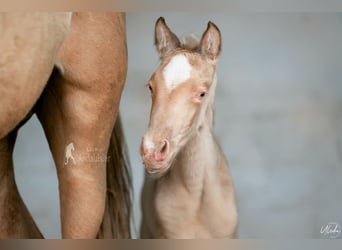 Andalusian, Mare, Foal (04/2026), 15,2 hh, Pearl