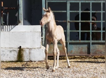 Andalusian, Mare, Foal (04/2026), 15,2 hh, Pearl