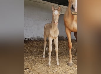 Andalusian, Mare, Foal (04/2026), 15,2 hh, Pearl