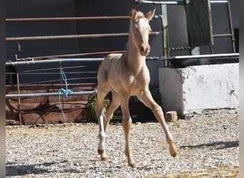 Andalusian, Mare, Foal (04/2026), 15,2 hh, Pearl