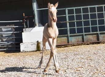 Andalusian, Mare, Foal (04/2026), 15,2 hh, Pearl