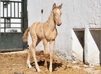 Andalusian, Mare, Foal (04/2026), 15,2 hh, Pearl