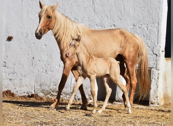 Andalusian, Mare, Foal (04/2026), 15,2 hh, Pearl
