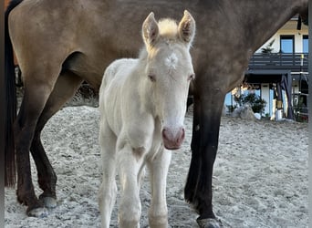 Andalusian, Mare, Foal (04/2026), 15,2 hh, Perlino