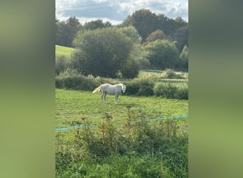 Andalusier Mix, Stute, Fohlen (04/2024), 16,1 hh, Rotbrauner