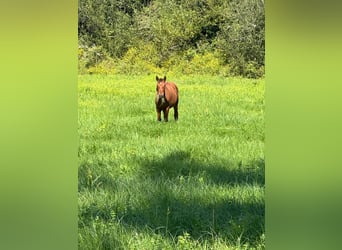 Andalusier Mix, Stute, Fohlen (04/2024), 16,1 hh, Rotbrauner