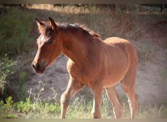 Andalusian Mix, Mare, Foal (03/2026), 16 hh, Brown