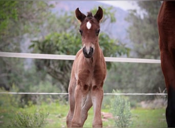 Andalusian Mix, Mare, Foal (03/2026), 16 hh, Brown