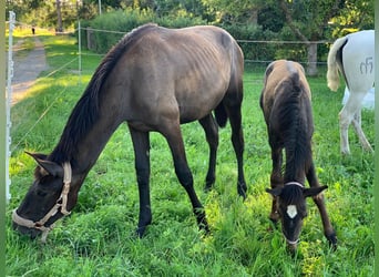 Andalusian, Mare, Foal (03/2023), 16 hh, Gray