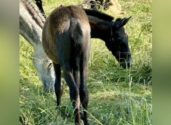 Andalusian, Mare, Foal (03/2023), 16 hh, Gray