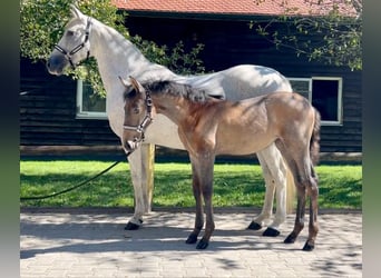 Andalusian, Mare, Foal (06/2023), Brown Falb mold