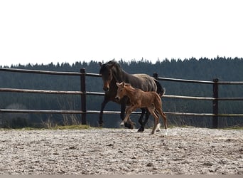 Andalusian, Mare, , Buckskin