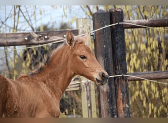 Andalusian, Mare, , Buckskin