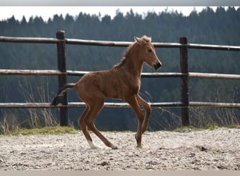 Andalusian, Mare, , Buckskin