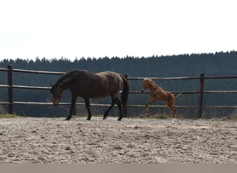 Andalusian, Mare, , Buckskin
