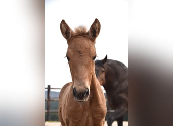 Andalusian, Mare, , Buckskin