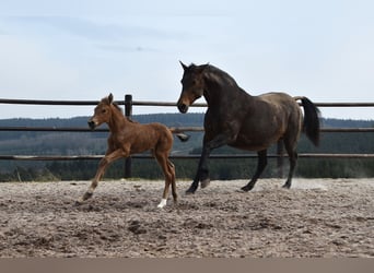 Andalusian, Mare, , Buckskin