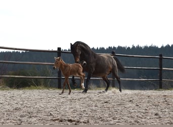 Andalusian, Mare, , Buckskin