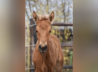 Andalusian, Mare, , Buckskin