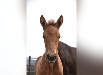 Andalusian, Mare, , Buckskin