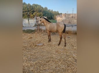 Andalusian, Mare, Foal (04/2025), Dun