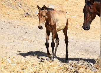 Andalusian, Mare, , Dun