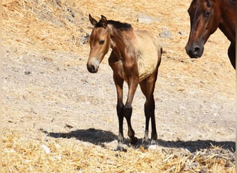 Andalusian, Mare, , Dun