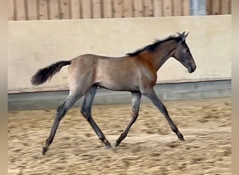 Andalusian, Mare, Foal (06/2023), Gray