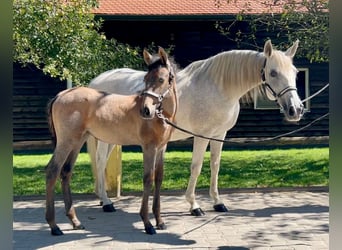 Andalusian, Mare, Foal (06/2023), Gray