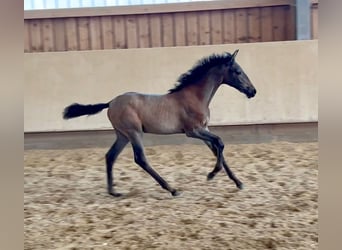 Andalusian, Mare, Foal (06/2023), Gray