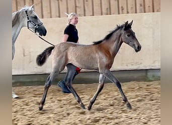 Andalusian, Mare, Foal (06/2023), Gray