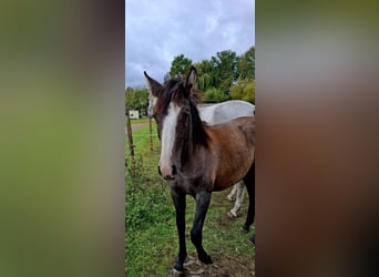 Andalusian, Mare, Foal (02/2025), Grey