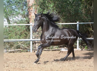 Andalusian, Stallion, 10 years, 15.2 hh, Black