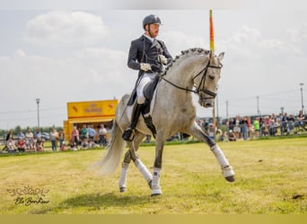 Andalusian, Stallion, 10 years, 15.2 hh, Gray-Fleabitten