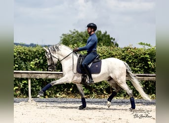 Andalusian, Stallion, 10 years, 15,2 hh, Gray-Fleabitten