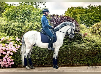 Andalusian, Stallion, 10 years, 15.2 hh, Gray-Fleabitten