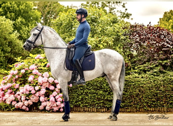 Andalusian, Stallion, 10 years, 15,2 hh, Gray-Fleabitten