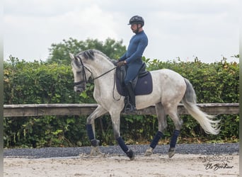 Andalusian, Stallion, 10 years, 15.2 hh, Gray-Fleabitten